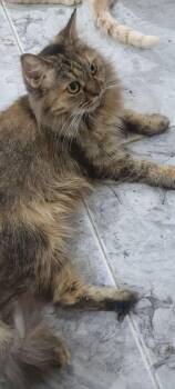 Rescue Siberian and Persian Cats for Adoption in Brampton, Ontario - Chocolate W. | PetCurious
