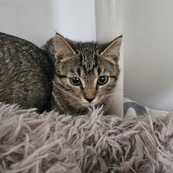 Cosmic -  Domestic Short Hair Cat for Adoption in Ridgely, Maryland - Cosmic | PetCurious