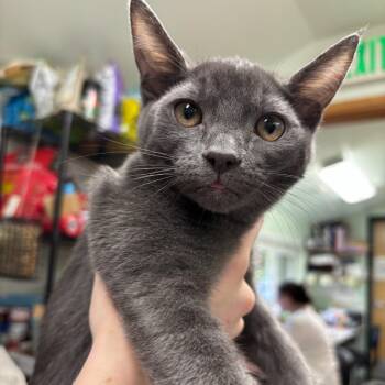 Arwin -  Domestic Short Hair Cat for Adoption in Kent, Washington - Arwin | PetCurious