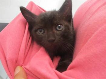 A389434 -  Domestic Short Hair Cat for Adoption in Ocala, Florida - A389434 | PetCurious