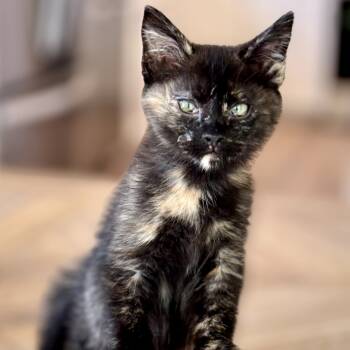 Rescue Domestic Medium Hair Cats for Adoption in North Port, Florida - Pixie | PetCurious