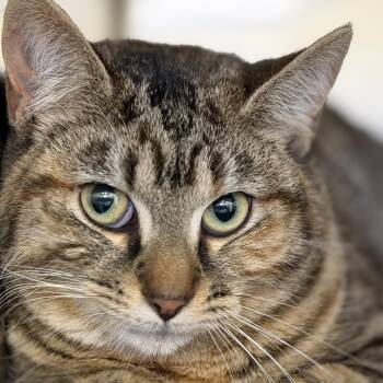 Domestic Short Hair Cats Available for Adoption - Fennel | PetCurious