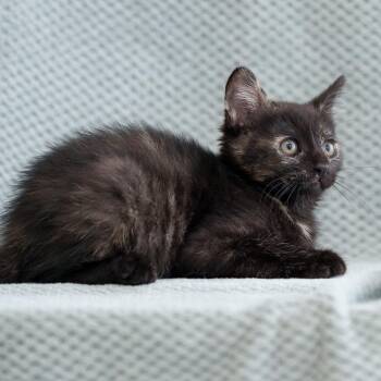 Domestic Short Hair Cats Available for Adoption in Sunnyvale, California - Darjeeling | PetCurious