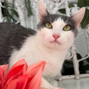 Moon Ballet  56334 -  Domestic Short Hair Cat for Adoption in Eaton Rapids, Michigan - Moon Ballet  56334 | PetCurious
