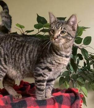Milo -  Domestic Short Hair Cat for Adoption in Hastings, Nebraska - Milo | PetCurious