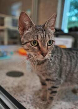 Isabella 63943 -  Domestic Short Hair Cat for Adoption in Aiken, South Carolina - Isabella 63943 | PetCurious