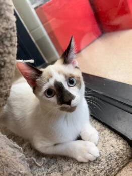Hank Snow -  Domestic Medium Hair Cat for Adoption in Madison, Georgia - Hank Snow | PetCurious