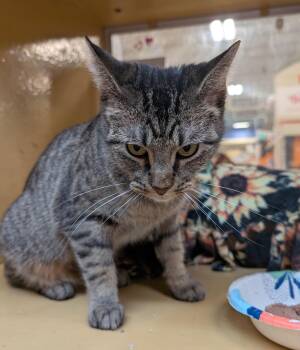 Domestic Short Hair Cats Available for Adoption - Willow | PetCurious