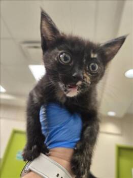 ROSALITA -  Domestic Short Hair Cat for Adoption in Las Vegas, Nevada - ROSALITA | PetCurious