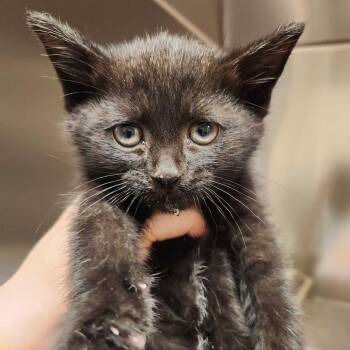 Clover -  Domestic Medium Hair Cat for Adoption in Asheville, North Carolina - Clover | PetCurious