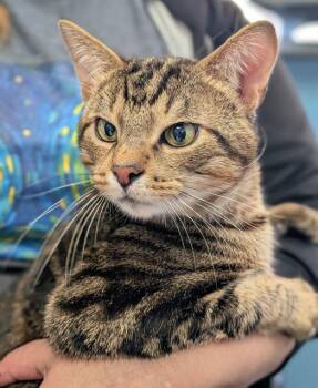 Domestic Short Hair Cats Available for Adoption in Canfield, Ohio - RUSSELL | PetCurious