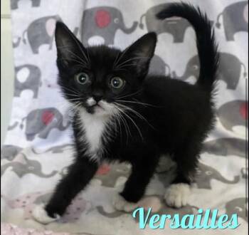 Versailles -  Domestic Short Hair Cat for Adoption in Hudson, New Hampshire - Versailles | PetCurious