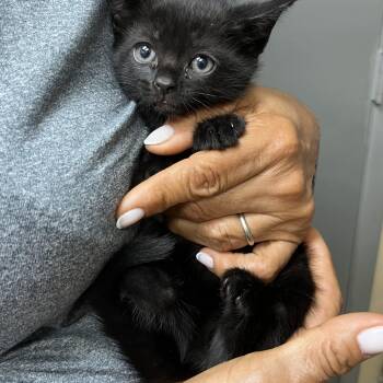 Baby Mia -  Domestic Short Hair Cat for Adoption in Parkland, Florida - Baby Mia | PetCurious