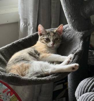 Chief -  Domestic Short Hair Cat for Adoption in Mishawaka, Indiana - Chief | PetCurious