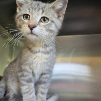 Domestic Short Hair Cats Available for Adoption in Rock Falls, Illinois - Viper | PetCurious