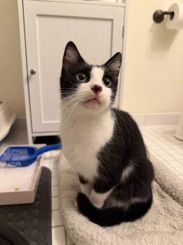 Moomie -  Domestic Short Hair Cat for Adoption in Weehawken Township, New Jersey - Moomie | PetCurious