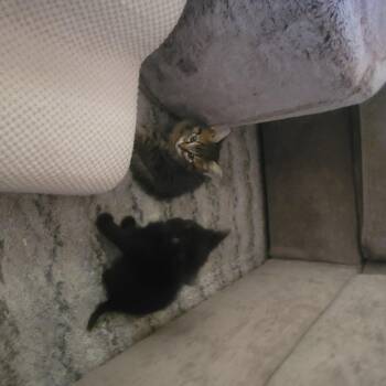 Weezer -  Domestic Short Hair Cat for Adoption in Fruit Heights, Utah - Weezer | PetCurious