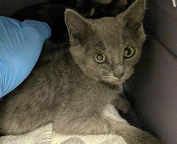 PEBBLES -  Domestic Short Hair Cat for Adoption in Kent, Washington - PEBBLES | PetCurious