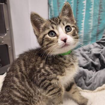 Koa -  Domestic Short Hair Cat for Adoption in Fort Wayne, Indiana - Koa | PetCurious