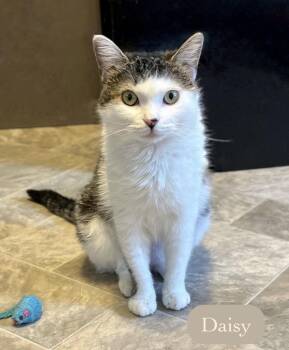 Domestic Short Hair Cats Available for Adoption in Chalfont, Pennsylvania - Daisy | PetCurious