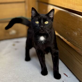 Rescue Domestic Short Hair Cats for Adoption in Philadelphia, Pennsylvania - Figgy | PetCurious