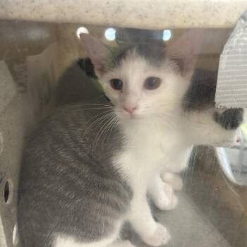 Domestic Short Hair Cats Available for Adoption in Philadelphia, Pennsylvania - Tape | PetCurious
