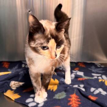 Sushi -  Siamese Cat for Adoption in Parkersburg, West Virginia - Sushi | PetCurious