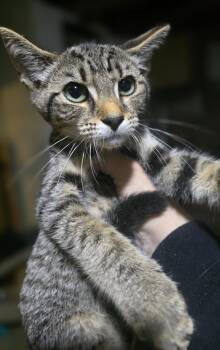 Jojo -  Domestic Short Hair Cat for Adoption in Elizabeth, Pennsylvania - Jojo | PetCurious