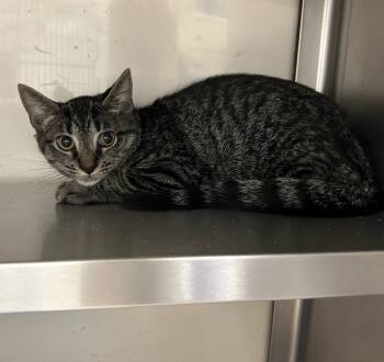 Rescue Domestic Short Hair Cats for Adoption in Liverpool, New York - Mustard | PetCurious