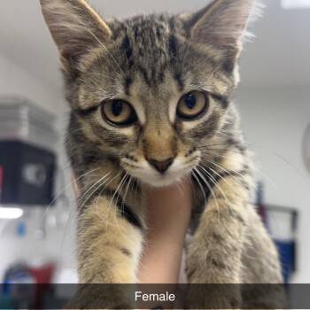 Kitten 5 -  Domestic Short Hair Cat for Adoption in Shelbyville, Illinois - Kitten 5 | PetCurious