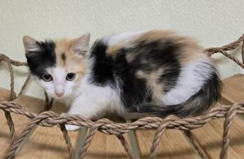 Daisy -  Calico Cat for Adoption in Larned, Kansas - Daisy | PetCurious