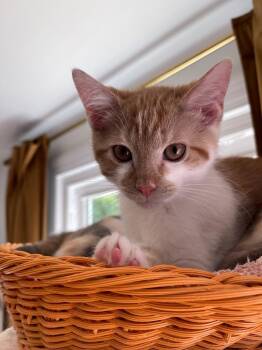 Blooper26 -  Domestic Short Hair Cat for Adoption in Youngsville, North Carolina - Blooper26 | PetCurious