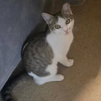 Domestic Short Hair Cats Available for Adoption in Grantsville, Utah - Smudge | PetCurious