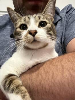 Domestic Short Hair Cats Available for Adoption in Las Vegas, Nevada - Beaver | PetCurious