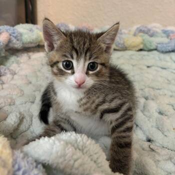 Tabby Cats Available for Adoption in San Juan Capistrano, California - Cosmo | PetCurious
