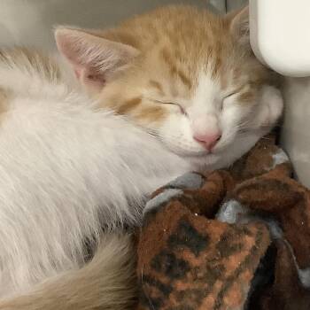 Nutmeg -  Domestic Short Hair Cat for Adoption in Redwood City, California - Nutmeg | PetCurious