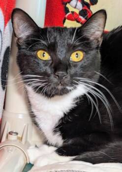 Cupcake -  Domestic Short Hair Cat for Adoption in Bellevue, Washington - Cupcake | PetCurious