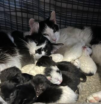 Domestic Short Hair Cats Available for Adoption - Kalahari | PetCurious