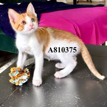 FLOSS -  Domestic Short Hair Cat for Adoption in San Antonio, Texas - FLOSS | PetCurious