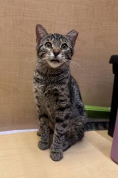 Rosie -  Tabby Cat for Adoption in Albuquerque, New Mexico - Rosie | PetCurious