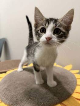 Domestic Short Hair Cats Available for Adoption - Bomi | PetCurious