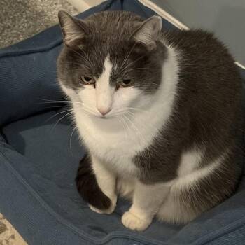 Vinny -  American Shorthair Cat for Adoption in Lenexa, Kansas - Vinny | PetCurious