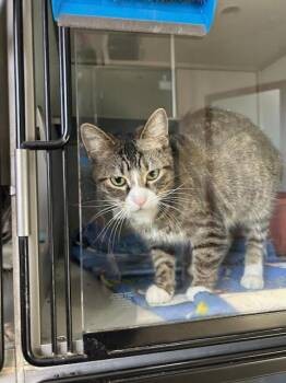 Domestic Short Hair Cats Available for Adoption in Dayton, Minnesota - Scratchy | PetCurious