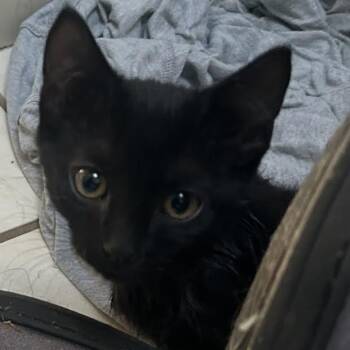 Hubba Bubba -  Domestic Short Hair Cat for Adoption in Springfield, Missouri - Hubba Bubba | PetCurious