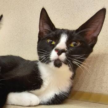 Rescue Domestic Short Hair Cats for Adoption in Naples, Florida - Emily | PetCurious