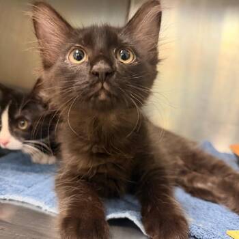 Byron 3 -  Domestic Short Hair Cat for Adoption in Titusville, Florida - Byron 3 | PetCurious