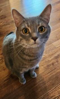 Max -  Domestic Short Hair Cat for Adoption in Maryville, Tennessee - Max | PetCurious
