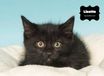 Rescue Domestic Short Hair Cats for Adoption in Wyandotte, Michigan - LISETTE | PetCurious