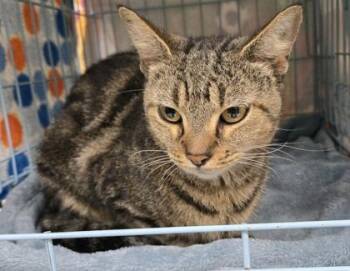 Gertrude -  Domestic Short Hair Cat for Adoption in Gainesville, Florida - Gertrude | PetCurious