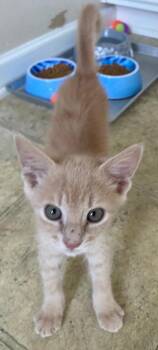 Quesadilla -  Domestic Short Hair Cat Available for Adoption in Cumming, Georgia - Quesadilla | PetCurious